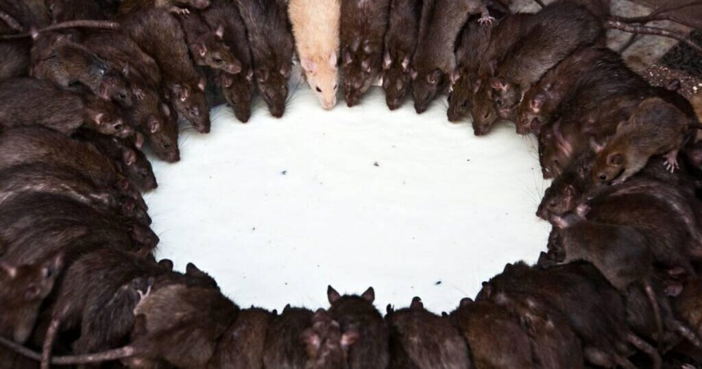 करणी माता मंदिर